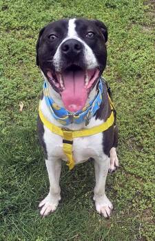 Steven Tyler -  Pit Bull Terrier Dog for Adoption in Framingham, Massachusetts - Steven Tyler | PetCurious