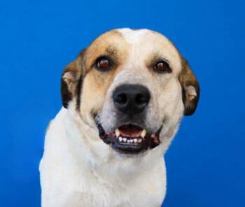 SIMON -  Labrador Retriever and Shepherd Dog for Adoption in Pasadena, California - SIMON | PetCurious