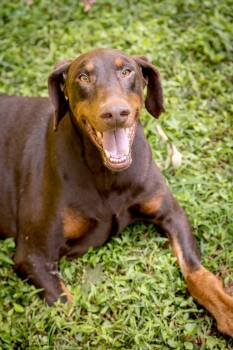 Rescue Doberman Pinscher Dogs for Adoption in Atlanta, Georgia - Ronan | PetCurious