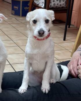 Mixed Breed Dogs Available for Adoption in Hyde Park, New York - Bambi | PetCurious