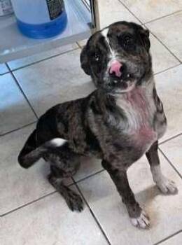 CJ -  Australian Cattle Dog Blue Heeler and American Bully Dog for Adoption in Sudbury, Massachusetts - CJ | PetCurious