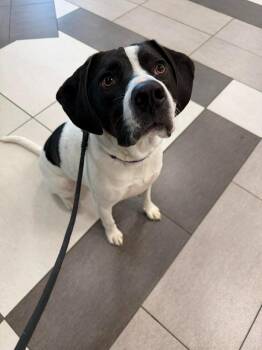 Mixed Breed Dogs Available for Adoption in Raleigh, North Carolina - Tsuki | PetCurious