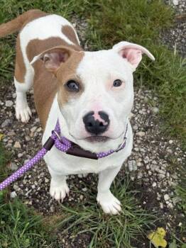 Scud -  Staffordshire Bull Terrier Dog for Adoption in Lancaster, Ohio - Scud | PetCurious