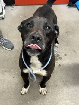 Rescue Mixed Breed Dogs for Adoption in West Chester, Pennsylvania - Dior FKA Minotaur | PetCurious