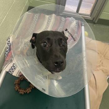 Mixed Breed Dogs Available for Adoption in West Palm Beach, Florida - Bolt | PetCurious