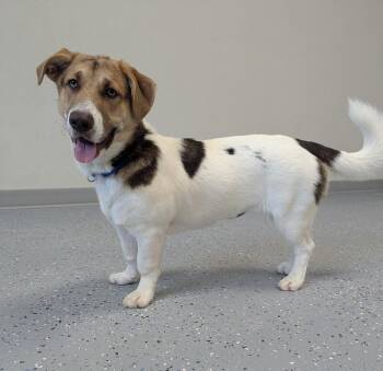 Nyla -  Corgi and Mixed Breed Dog for Adoption in Yankton, South Dakota - Nyla | PetCurious
