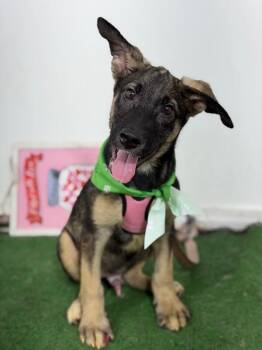 Ziggy-One of our Amazing Rescue Dogs -  German Shepherd Dog and Mixed Breed Dog for Adoption in Carlsbad, California - Ziggy-One Of Our Amazing Rescue Dogs | PetCurious