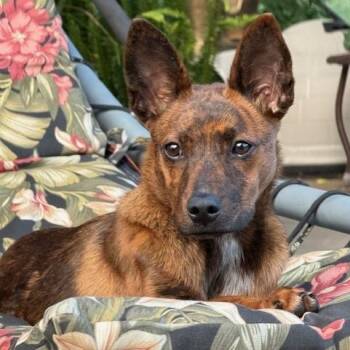 Trixie -  Shepherd Dog for Adoption in Duncan, Oklahoma - Trixie | PetCurious
