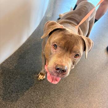 Mixed Breed Dogs Available for Adoption - LVH-Stray-13191 | PetCurious