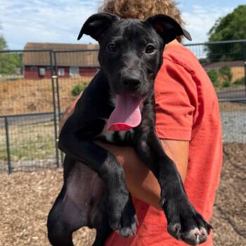 Ironhide -  Mixed Breed Dog for Adoption in Wappingers Falls, New York - Ironhide | PetCurious