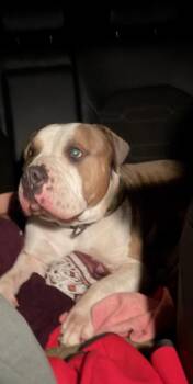 Krash -  Pit Bull Terrier Dog for Adoption in Azalea Park, Florida - Krash | PetCurious