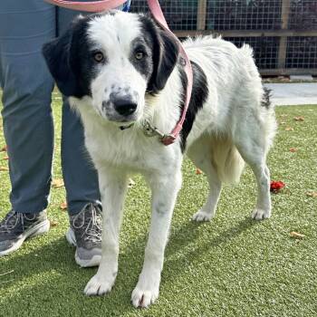 Rescue Mixed Breed Dogs for Adoption in Hailey, Idaho - Smudge | PetCurious
