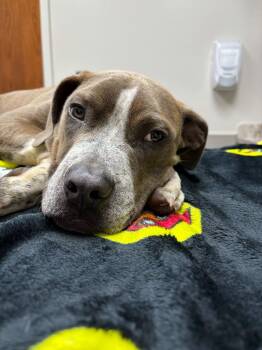 Kevin -  American Staffordshire Terrier and Australian Cattle Dog Blue Heeler Dog for Adoption in Tulsa, Oklahoma - Kevin | PetCurious
