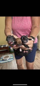 Chihuahua Dogs Available for Adoption in Lakeland, Florida - Stella | PetCurious