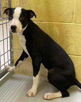 Clyde -  Australian Cattle Dog Blue Heeler Dog for Adoption in Alden, New York - Clyde | PetCurious