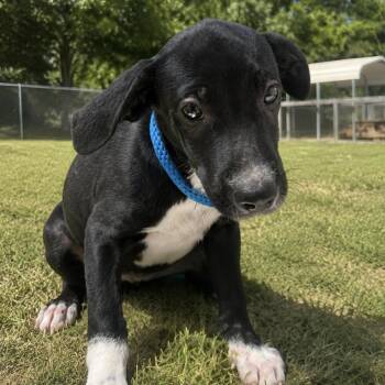 Propane -  Mixed Breed Dog for Adoption in Columbia, South Carolina - Propane | PetCurious