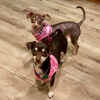 Aspen & Celeste (BONDED PAIR) -  Chihuahua Dog Available for Adoption in Warren, Rhode Island - Aspen & Celeste (BONDED PAIR) | PetCurious