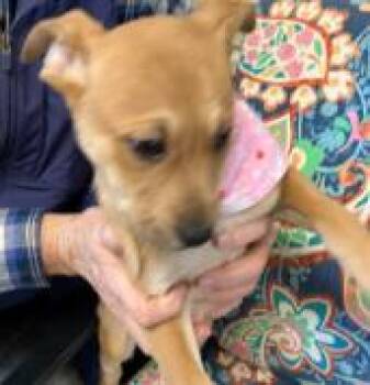 Labrador Retriever and Mixed Breed Dogs Available for Adoption - Diamond | PetCurious