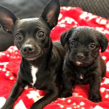 Raisin -  Chihuahua Dog for Adoption in Santa Fe, Texas - Raisin | PetCurious