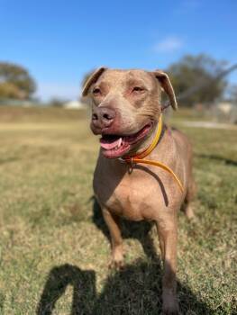 Rescue Pit Bull Terrier and Mixed Breed Dogs for Adoption in Maryville, Tennessee - Honey | PetCurious