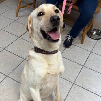Shelby -  Yellow Labrador Retriever Dog for Adoption in Camden, Delaware - Shelby | PetCurious