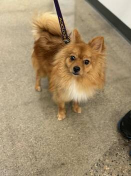 Rescue Pomeranian Dogs for Adoption in Farmington, Minnesota - Joey | PetCurious