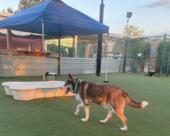 Ribeye -  Siberian Husky Dog for Adoption in Austin, Texas - Ribeye | PetCurious