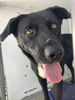 Rescue Pit Bull Terrier Dogs for Adoption in Stockton, California - WIL.E COYOTE | PetCurious