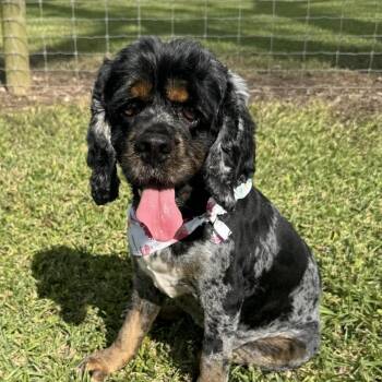 Cocker Spaniel and Poodle Dogs Available for Adoption - Peep D10920 | PetCurious