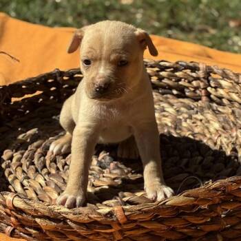 Cider -  Retriever Dog for Adoption in Huntsville, Alabama - Cider | PetCurious