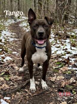 Tango -  Mixed Breed Dog Available for Adoption in Gwinn, Michigan - Tango | PetCurious