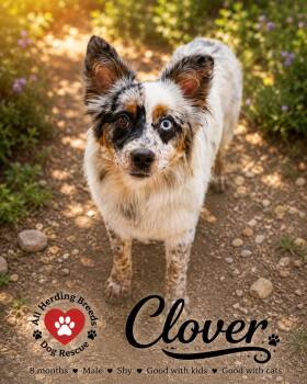 Clover -  Australian Shepherd Dog for Adoption in Joliet, Illinois - Clover | PetCurious