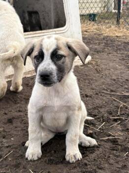 Great Pyrenees Dogs Available for Adoption - Dakota | PetCurious