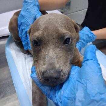 Arwen -  Mixed Breed Dog for Adoption in Summerville, South Carolina - Arwen | PetCurious