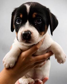 Panama -  Rat Terrier and Chihuahua Dog for Adoption in Lawrenceville, Georgia - Panama | PetCurious