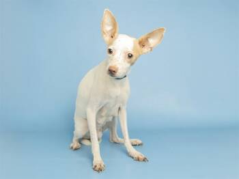 LITTLE FRECKLES -  Chihuahua Dog for Adoption in Phoenix, Arizona - LITTLE FRECKLES | PetCurious