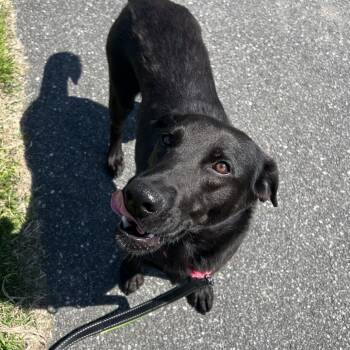 Claudia -  Labrador Retriever Dog Available for Adoption in Wilmington, Delaware - Claudia | PetCurious
