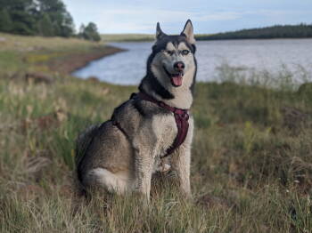 Rescue Siberian Husky Dogs for Adoption in Chandler, Arizona - MADDIE #3 | PetCurious