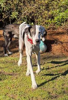 Great Dane Dogs Available for Adoption - Tim | PetCurious