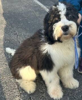 Sheepadoodle Dogs Available for Adoption in Elyria, Ohio - HUGO (ohiosdrescue@gmail.com) | PetCurious
