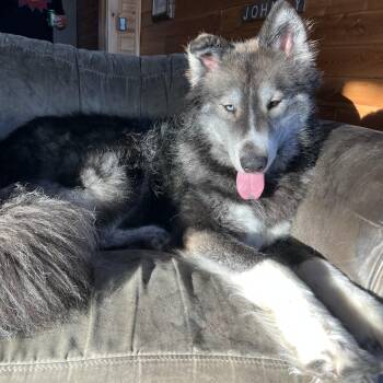 Husky Dogs Available for Adoption - Bear  | PetCurious