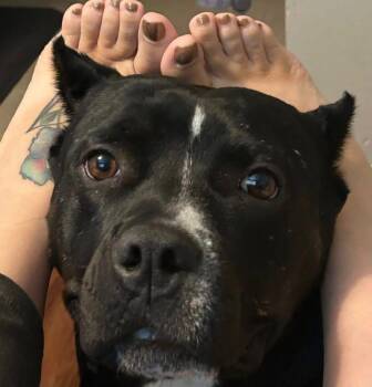 Lola -  American Bully Dog for Adoption in Coarsegold, California - Lola | PetCurious