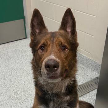 Dakota -  German Shepherd Dog and Cattle Dog Dog for Adoption in Reno, Nevada - Dakota | PetCurious