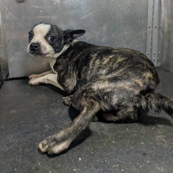 Poseidon -  Boston Terrier Dog for Adoption in Locust Fork, Alabama - Poseidon | PetCurious