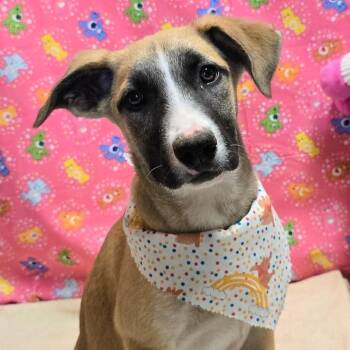 German Shepherd Dog and Mixed Breed Dogs Available for Adoption - Kendall | PetCurious