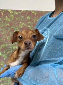 Chihuahua and Mixed Breed Dogs Available for Adoption in San Antonio, Texas - Alma | PetCurious