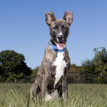 Marco -  Mixed Breed Dog for Adoption in Franklin, Tennessee - Marco | PetCurious