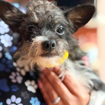Agnes -  Yorkshire Terrier and Chihuahua Dog for Adoption in Columbus, Georgia - Agnes | PetCurious