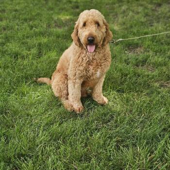 Coop Springfield -  Goldendoodle Dog for Adoption in Shiloh, Illinois - Coop Springfield | PetCurious