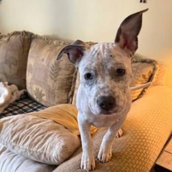 Junie B Bones -  Pit Bull Terrier and Mixed Breed Dog for Adoption in Chaska, Minnesota - Junie B Bones | PetCurious